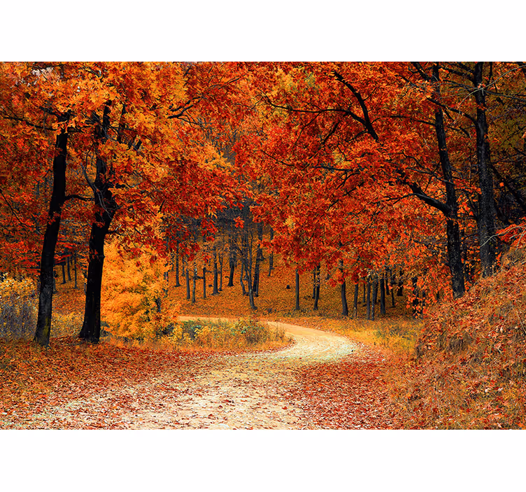 Fototapete orange mit herbstbäumen - TenStickers