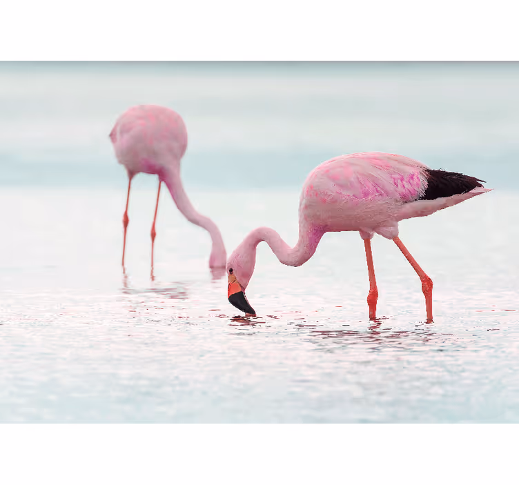 Fototapete flur schöner rosa flamingo im wasser - TenStickers