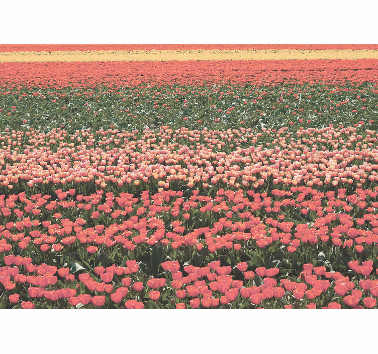 Fototapete flur verschiedene blumenwiesen - TenStickers