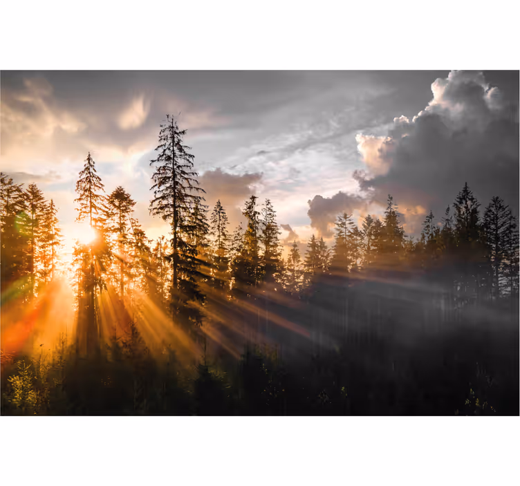 Fototapete eingang wald mit nebel und sonne - TenStickers