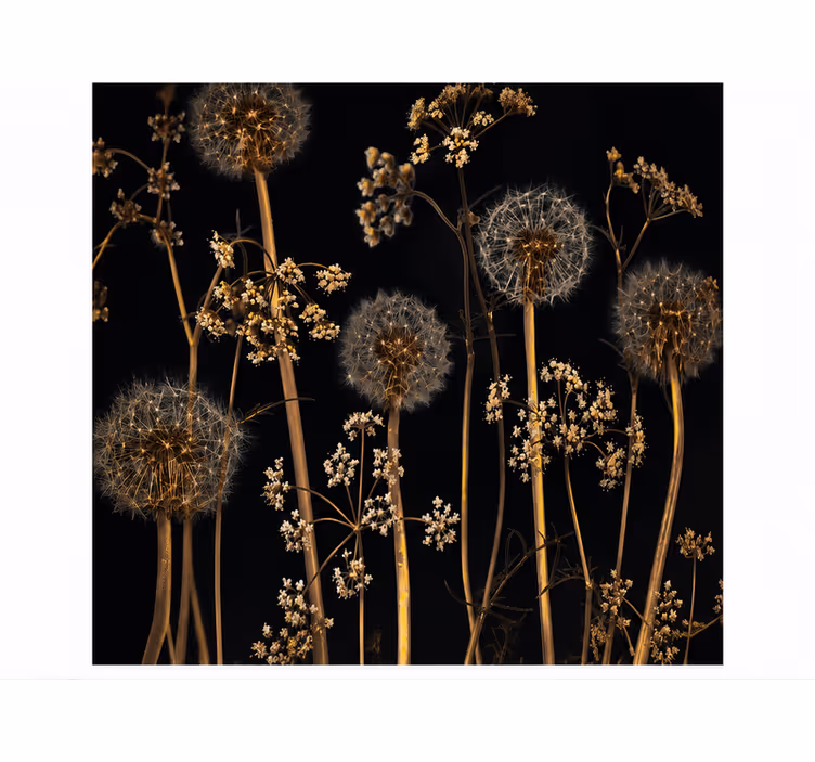 Fototapete pusteblume natur - TenStickers