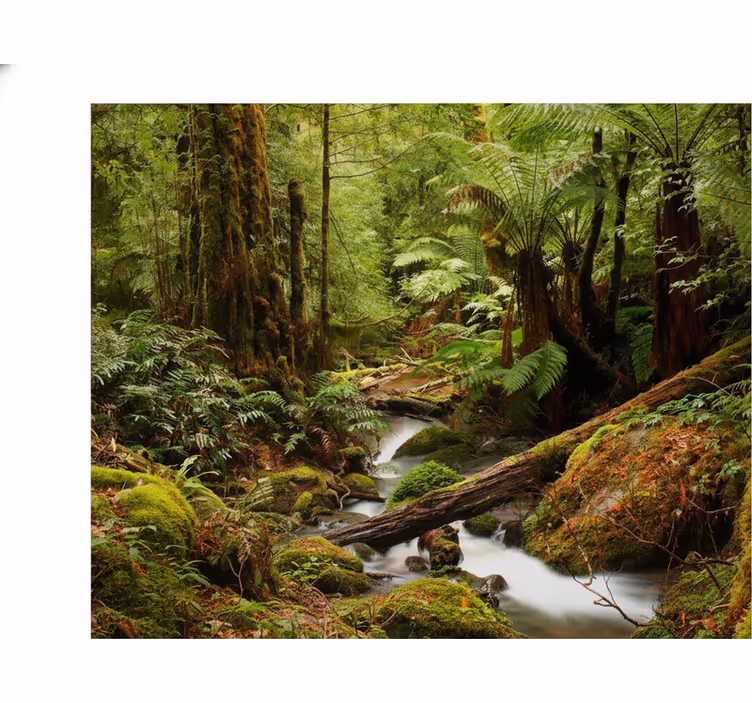 Fototapete wald friedlicher wald - TenStickers