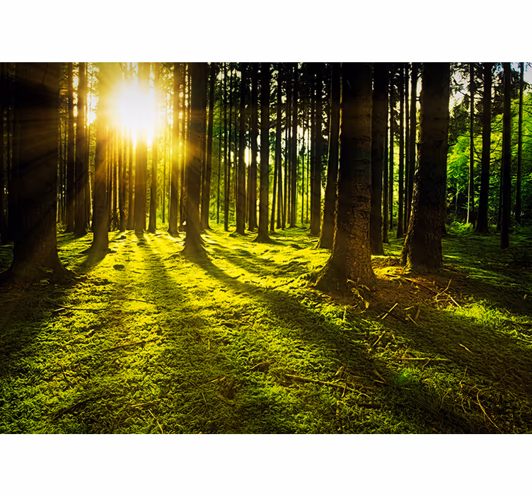 Magisches Wald Landschaft Fototapete Wohnzimmer - TenStickers