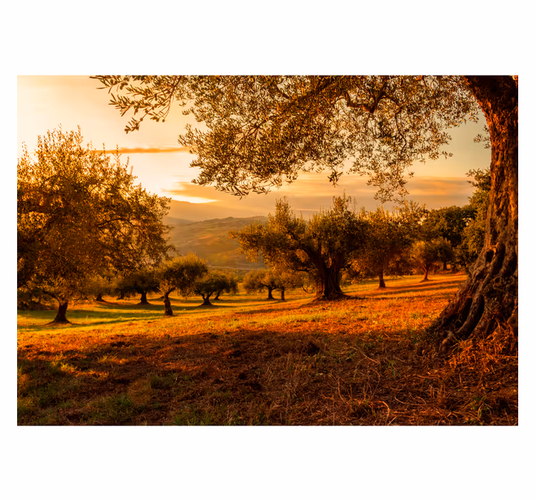 Fototapete Landschaft mediterraner hain - TenStickers