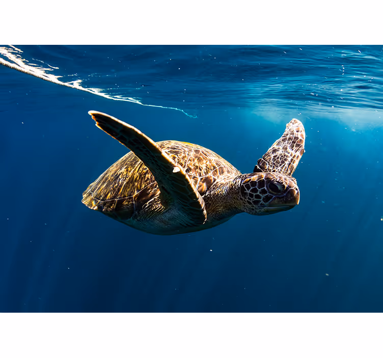 Schildkröte unterwasser Tier fototapete - TenStickers