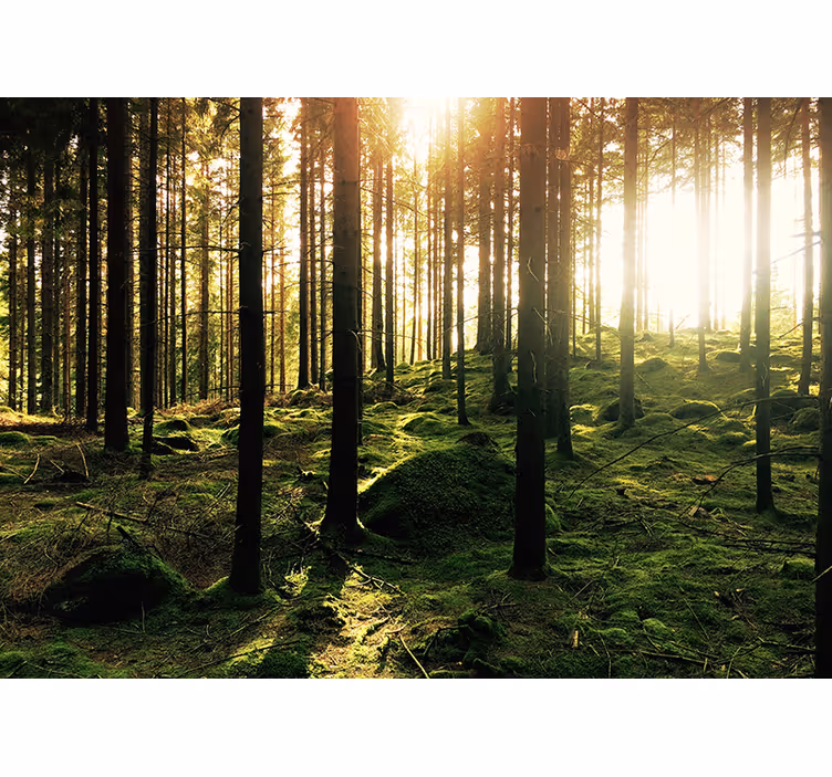 Fototapete Wohnzimmer sonnenbeschienenen wald - TenStickers