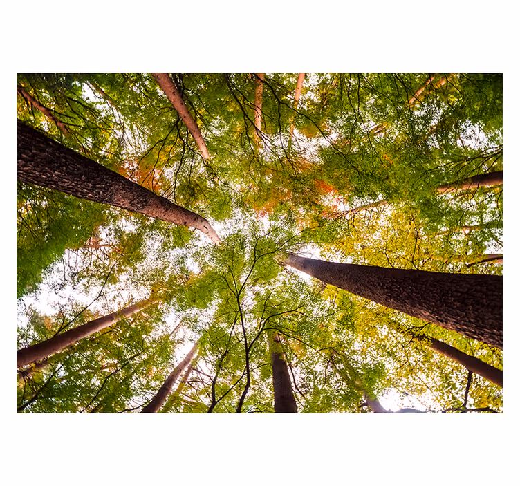 Große Bäume im Wald Fototapete - TenStickers
