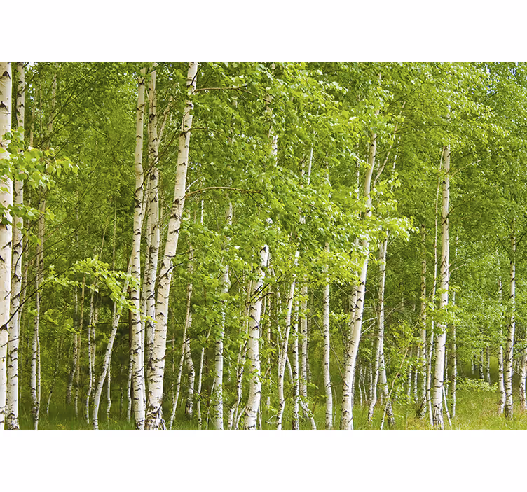 Tapete Wohnzimmer Fototapete Birkenwald Bäume - TenStickers
