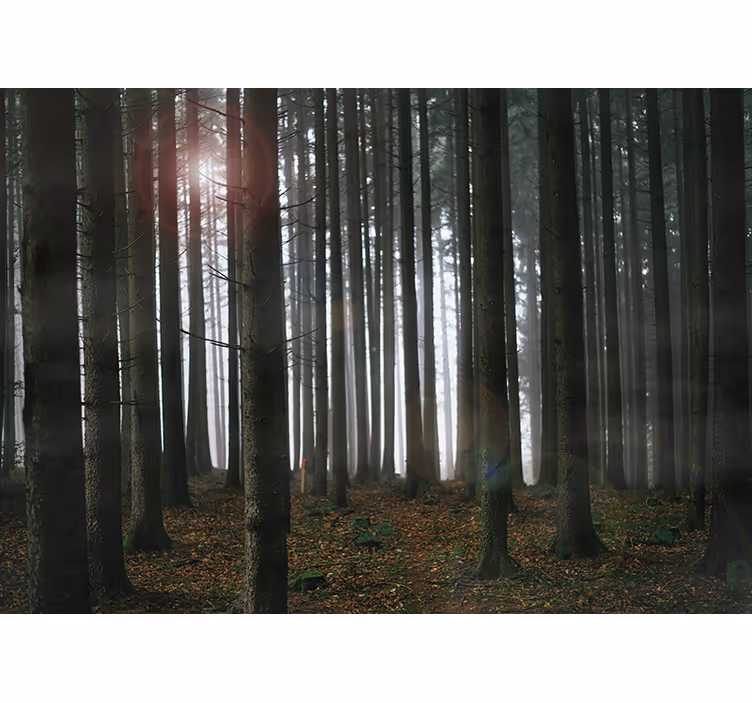 Fototapete wohnzimmer nebelwaldszene - TenStickers