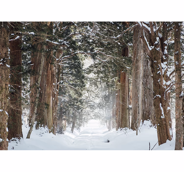 Fototapete wald eiskalter waldweg - TenStickers