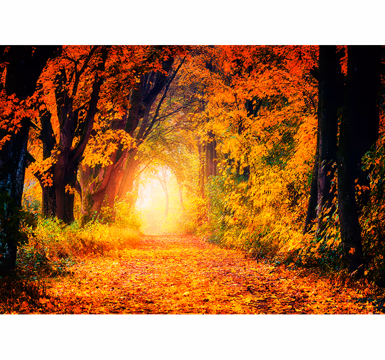 Fototapete Landschaft herbstlicher waldweg - TenStickers