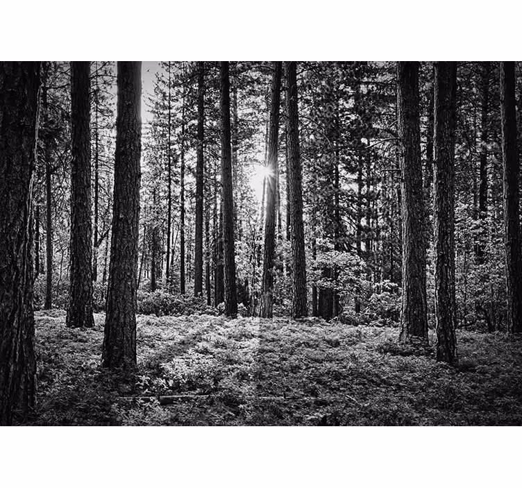 Schwarz und weiß Wald Wandtapete - TenStickers