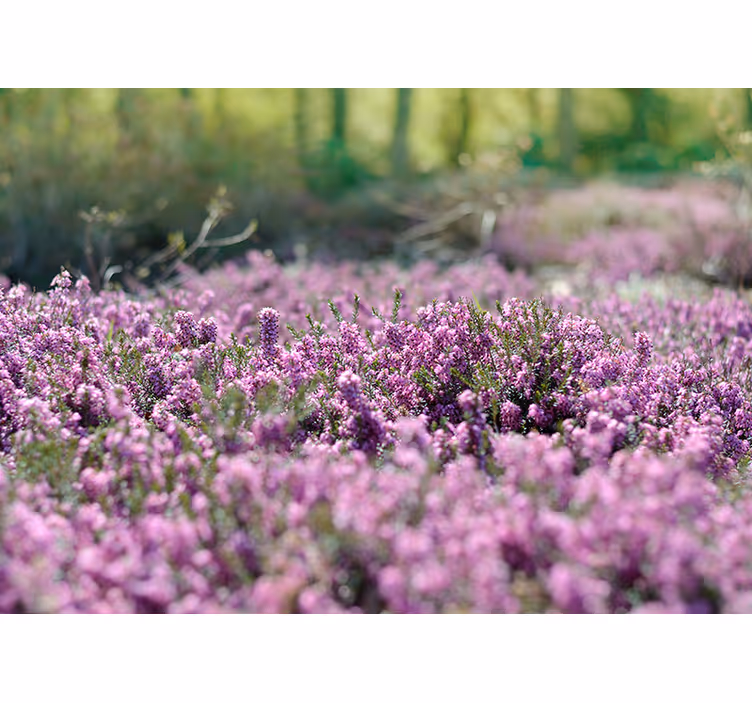 Fototapete Schlafzimmer blühende Blumenheide - TenStickers