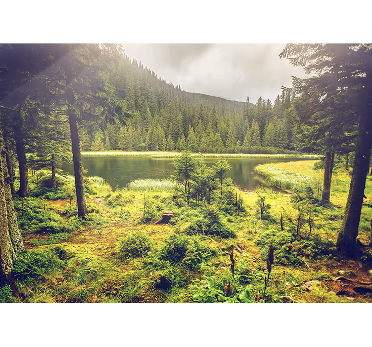 Fototapete Natur grüne Bäume - TenStickers