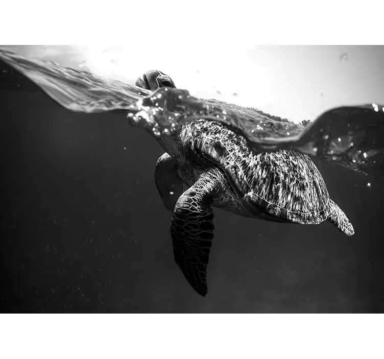 Fototapete Badezimmer schwarzweiss Schildkröte - TenStickers