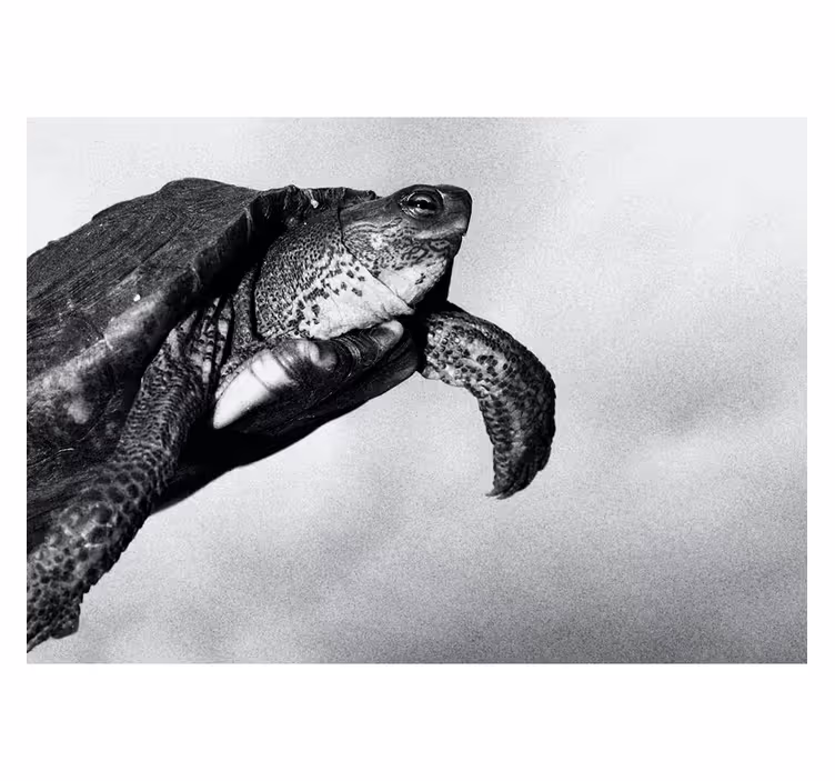 Büro Tapete Schwarz-Weiß Schildkröte - TenStickers