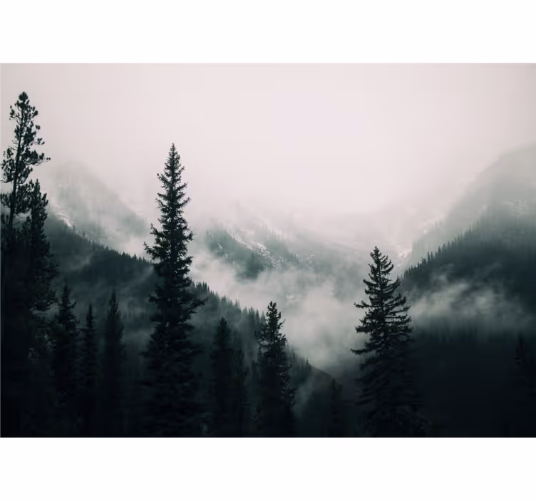 Fototapete Wald neblige berglandschaft - TenStickers