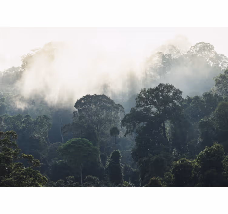 Fototapete natur nebelwaldansicht - TenStickers