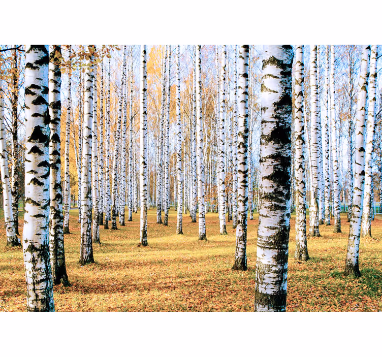Fototapete wald mit birkenbaumlandschaft - TenStickers