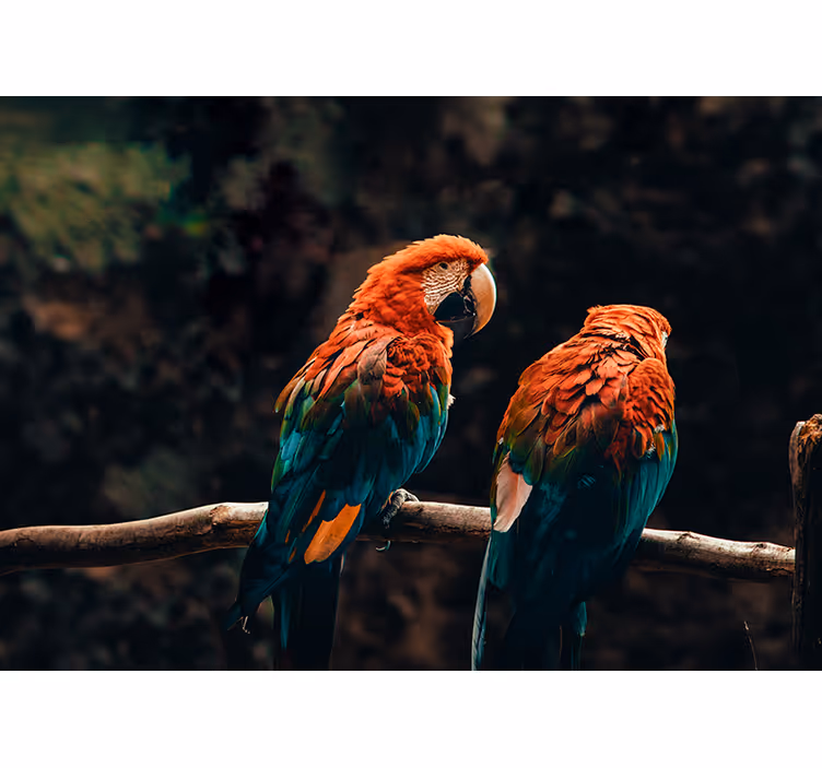 Fototapete Tiere bunte papageien zusammen - TenStickers