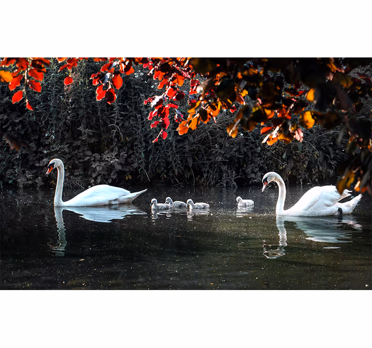 Fototapete tiere elegante schwanenfamilie - TenStickers