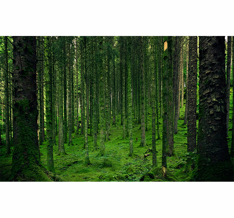 Fototapete wald im üppigen waldgrün - TenStickers