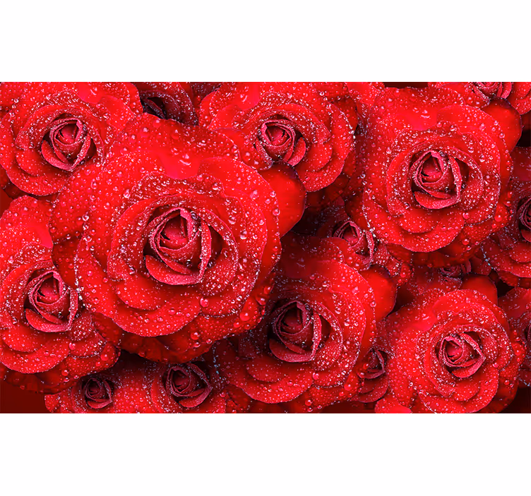 Fototapete Rosen rote blühende Rosen - TenStickers