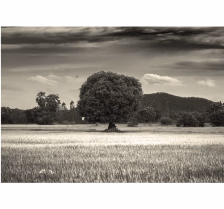 Fototapete Baum verlassener baum umgebung - TenStickers