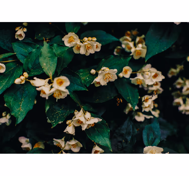 Fototapete blumen zarte weiße blüten - TenStickers