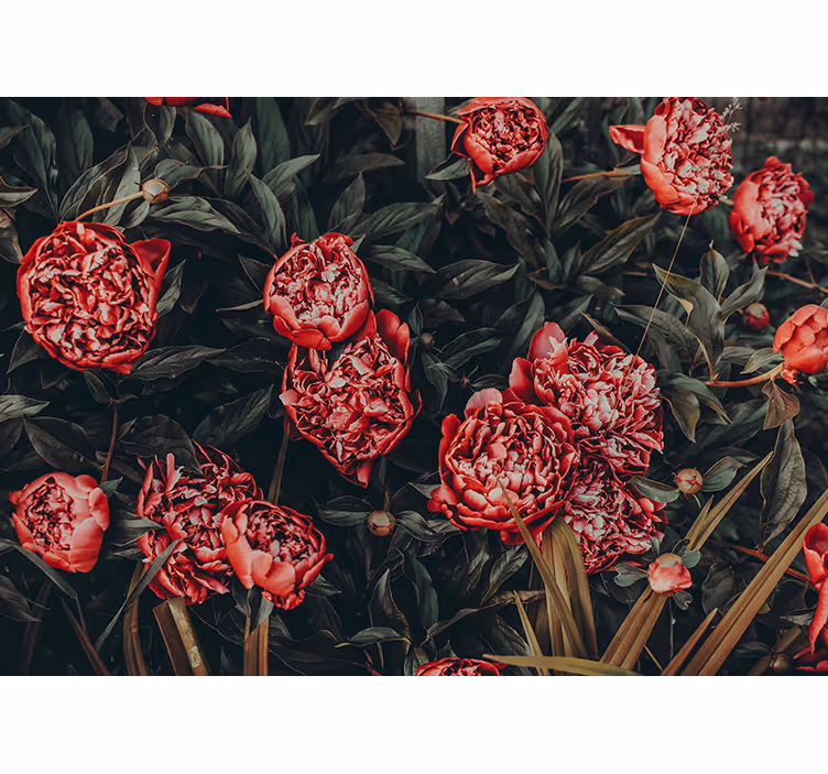 Fototapete Blumen pfingstrosen-blumenarrangement - TenStickers