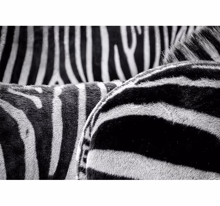 Fototapete Tiere realistische zebrastreifen - TenStickers