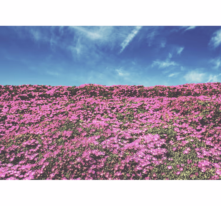 Fototapete Blumen leuchtend rosa blüten - TenStickers