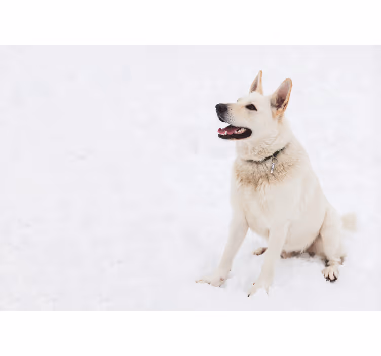 Fototapete Tiere glücklicher weißer hund - TenStickers