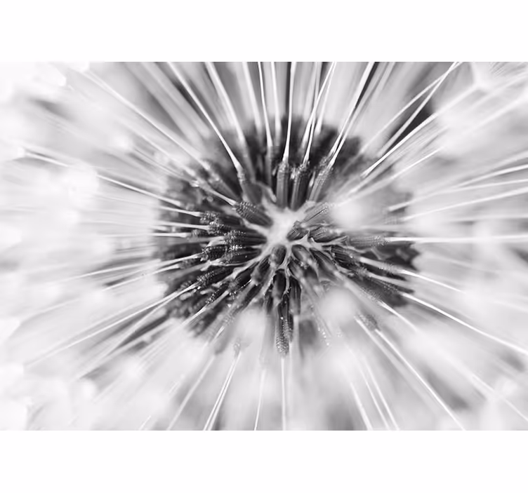 Fototapete Pusteblume löwenzahnsamen platzen - TenStickers