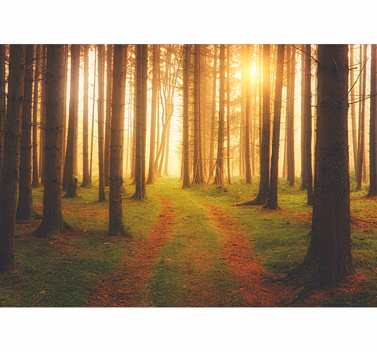 Tapete wald blick auf den waldweg - TenStickers