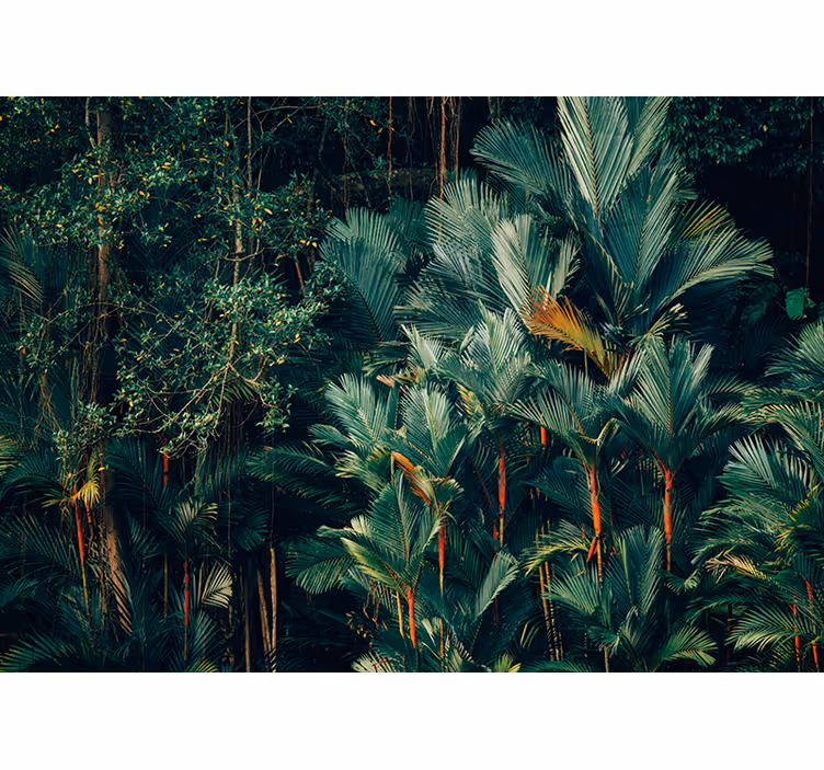 Fototapete natur exotisches palmblattwerk - TenStickers