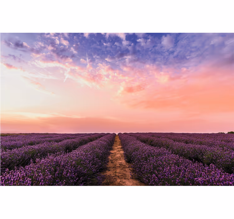 Fototapete Blumen lavendelfeld sonnenuntergang - TenStickers