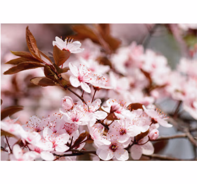 Fototapete Blumen kirschblüten-eleganz - TenStickers
