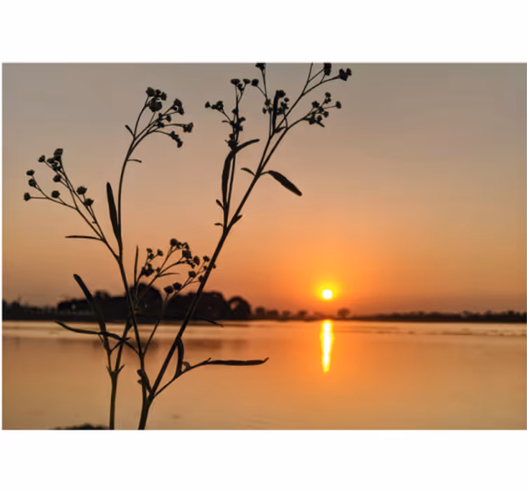 Fototapete Natur sonnenuntergang silhouette blüten - TenStickers