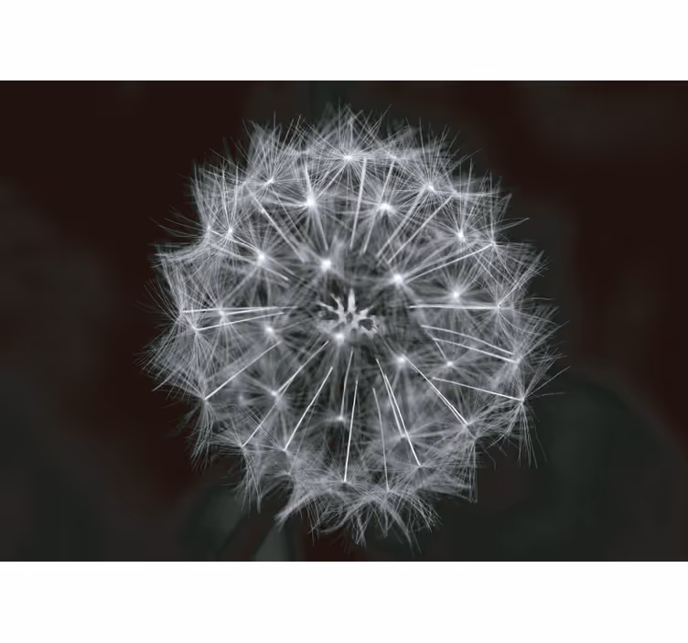 Fototapete Pusteblume Pusteblume blume grau - TenStickers