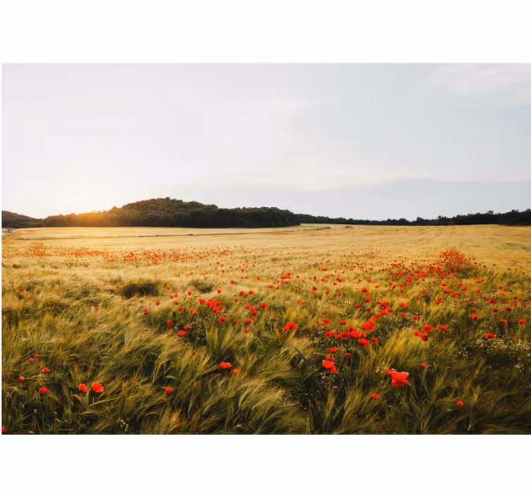 Fototapete Blumen mohnblumenfeld - TenStickers
