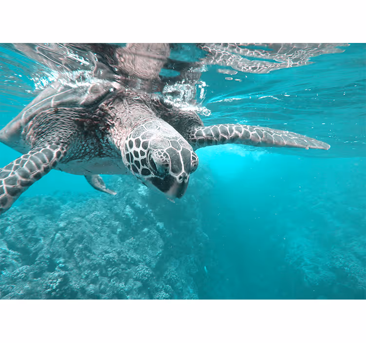 Fototapete Länder Meeresschildkröten im meer - TenStickers