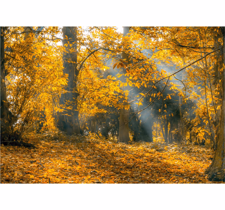 Fototapete natur goldene herbstbäume - TenStickers