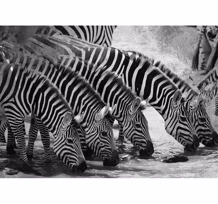Fototapete Tiere zebras trinken wasser - TenStickers