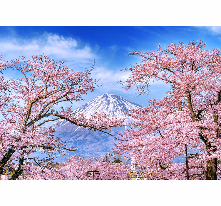 Fototapete Andere Blumen Bergkirschblüte - TenStickers