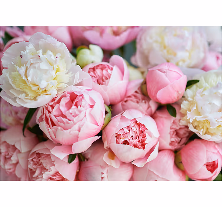 Fototapete blumen pfingstrose kollektion - TenStickers