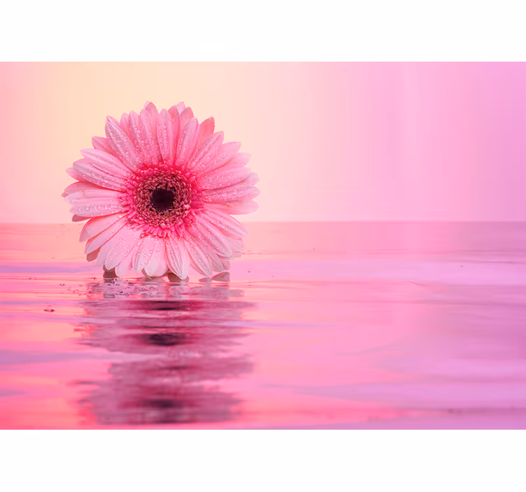 Fototapete Mohnblumen spiegelung einer rosa blume - TenStickers