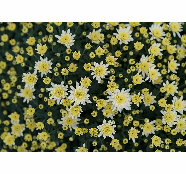 Fototapete blumen leuchtend gelbe blüten - TenStickers
