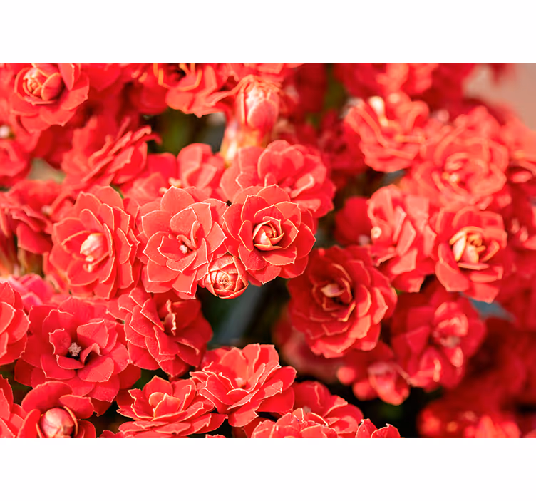 Fototapete Blumen rote blume blüte - TenStickers