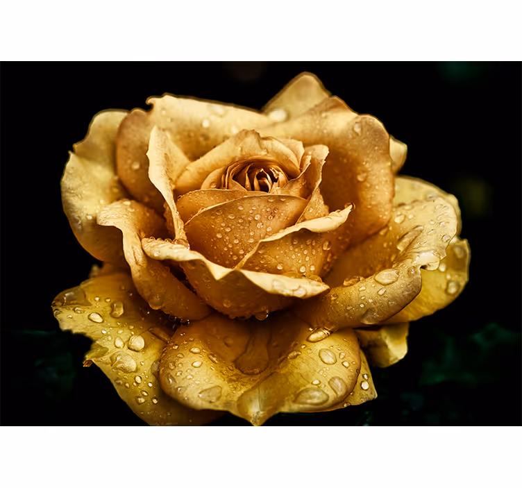 Fototapete Mohnblumen elegante taufrische blüte - TenStickers